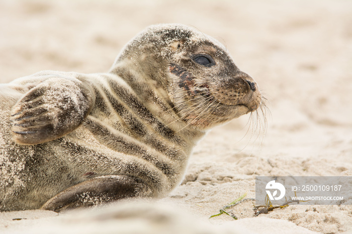 A grey seal (Halichoerus grypus) pup in a beach at the north of Denmark.