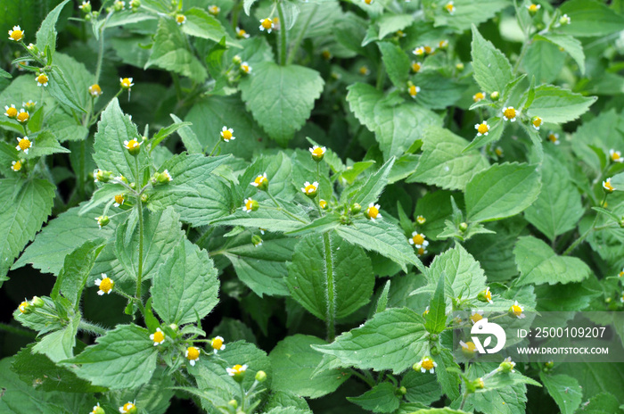 In the field it blooms galinsoga parviflora