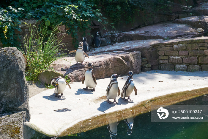 group of penguins standing by the water in the enclosure