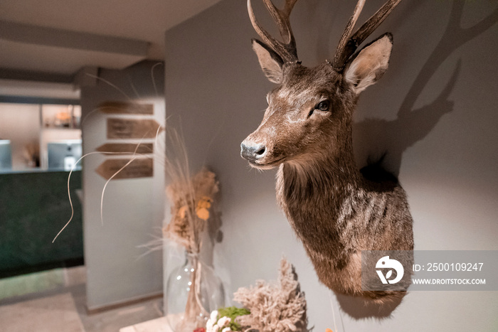 Stuffed hunting trophy head and antlers of deer on wall. Close-up of animal decoration in hotel room. Concept of taxidermy in luxurious ski resort.