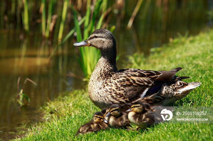 duck with ducklings