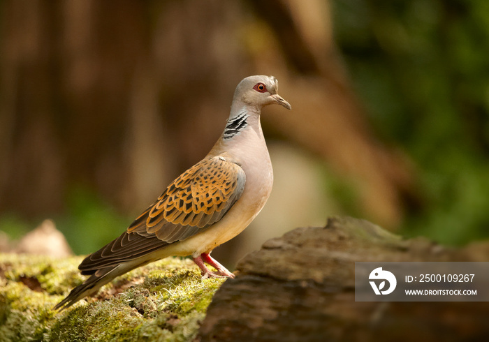 Close up portrait of garden dove, Streptopelia turtur against blurred green forest in background. Wildlife, comon bird of gardens.