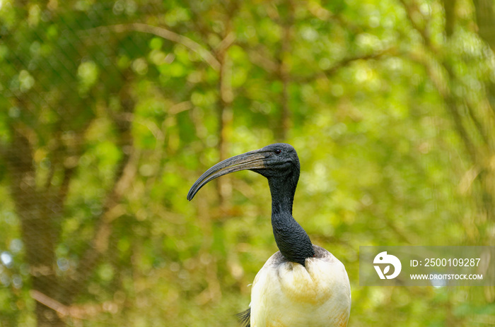 Australian white ibis. Latin name : Threskiornis molucca. Big white bird with a black head and a long beak. belong to the ibis family, and latin name : Threskiornithidae