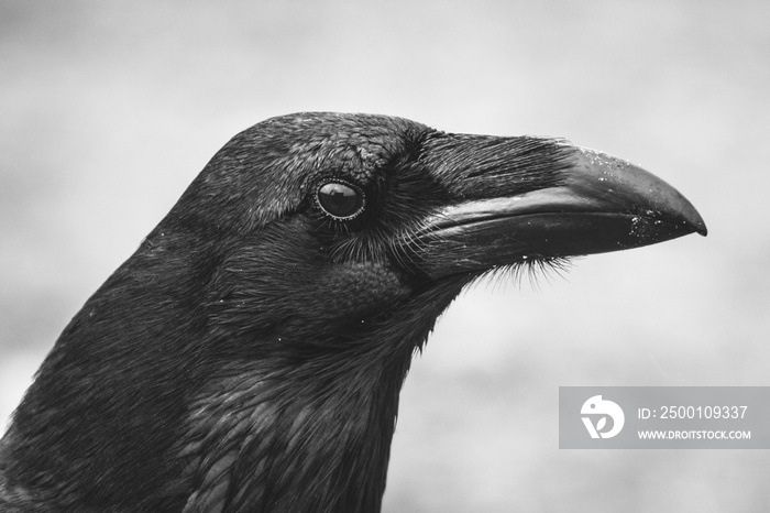 Common Raven (Corvus corax) portrait.