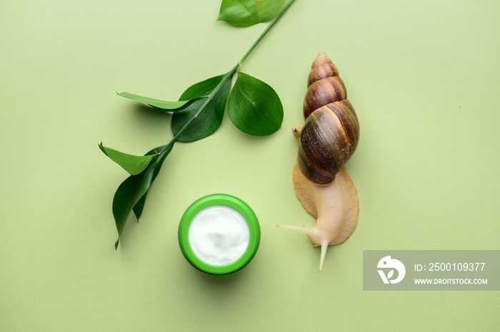 Giant Achatina snail and cosmetics on color background