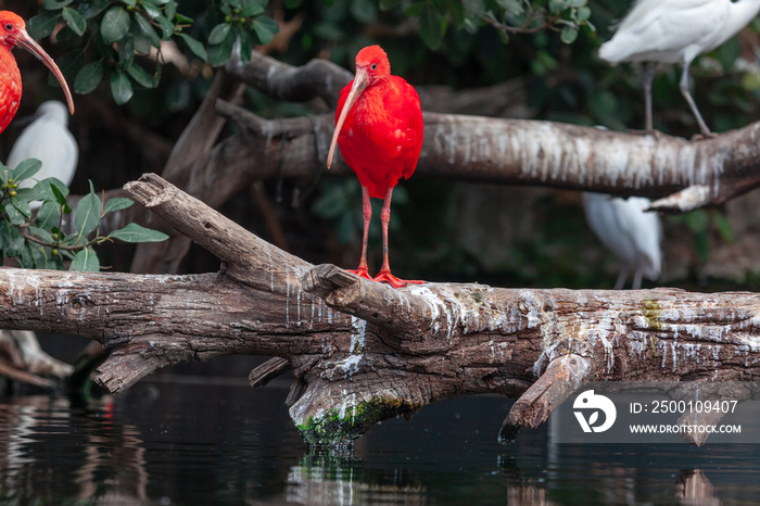 Ibis birds habitat . Wild nature with exotic birds