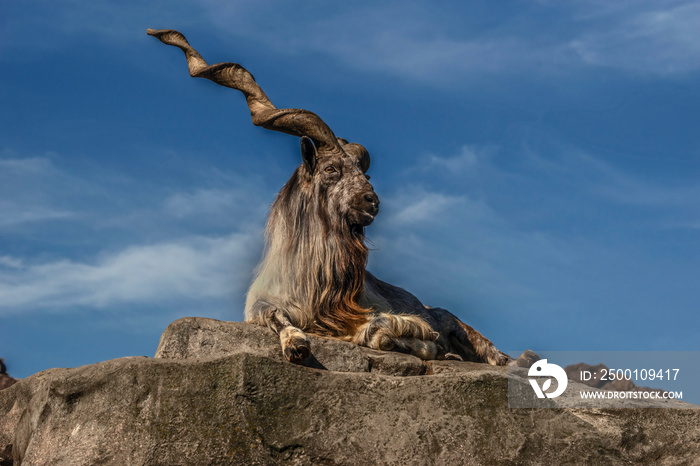 Markhor male on the rock. Latin name - Capra falconeri