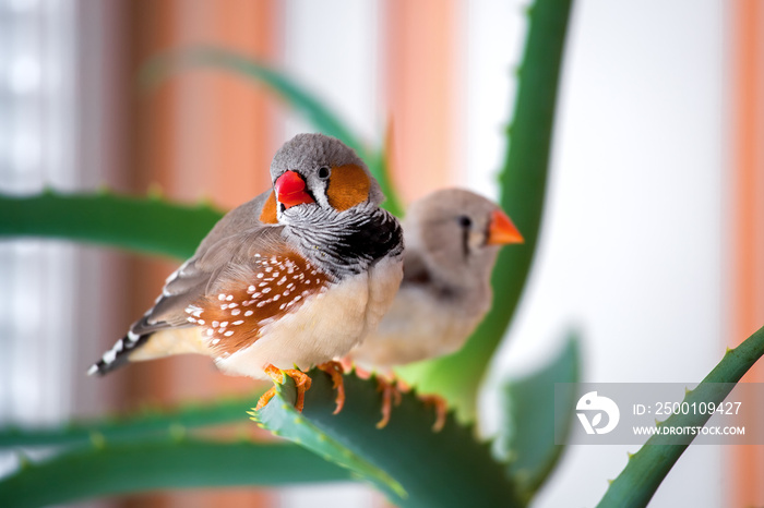 A pair of zebra hornbills sit on the aloe branch and look into the frame, close-up pets indoors.