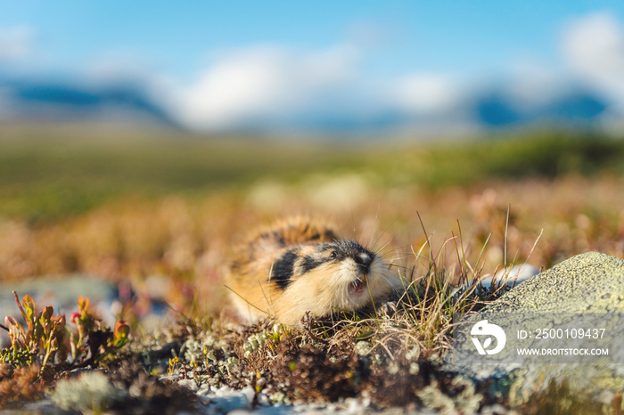 Closeup portrait of a Norwegian lemming outdoors in Rondane national park. Blue sky, weather, hiking, tiny animal, outdoors, wilderness concept.