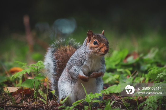 Grey squirrel in the park