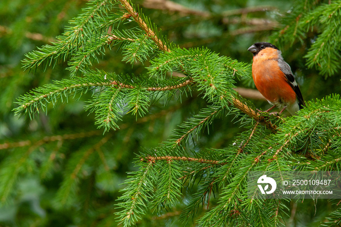 bullfinch bird untouched nature of finland scandinavia europe