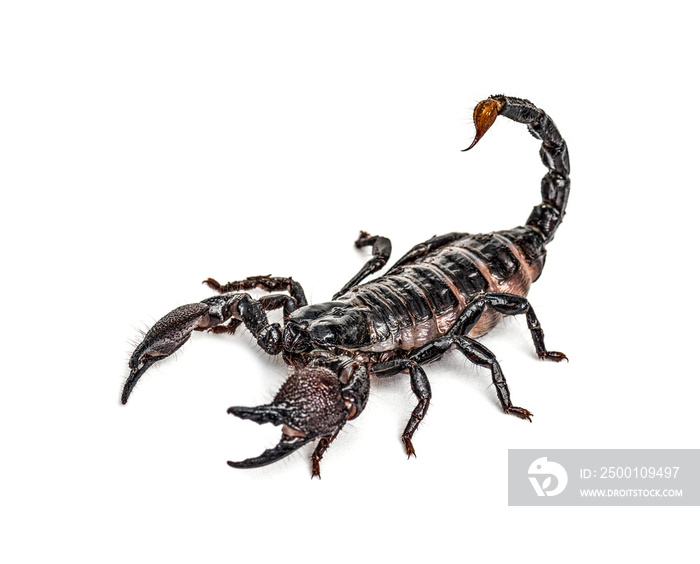 Emperor scorpion attacking, Pandinus imperator, isolated