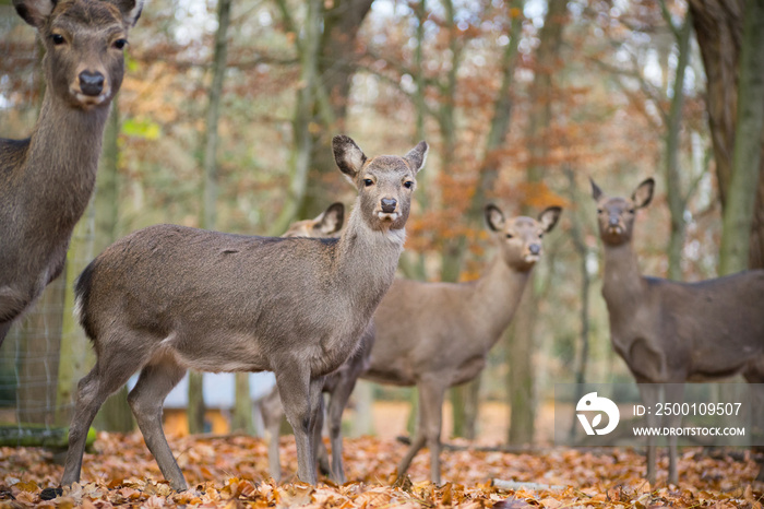 Sika deer herd in colorful autumn forest