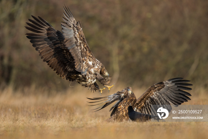 Birds of prey - white-tailed eagle in flight (Haliaeetus albicilla)