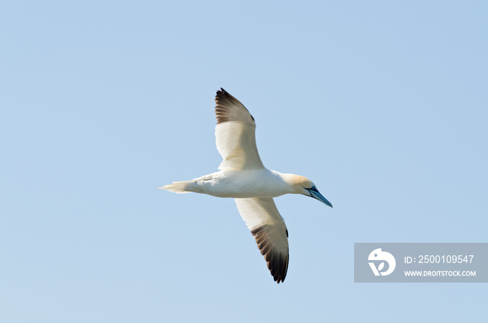 Northern gannet