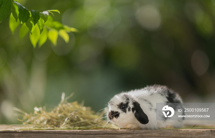 rabbit eating grass with bokeh background, bunny pet, holland lop