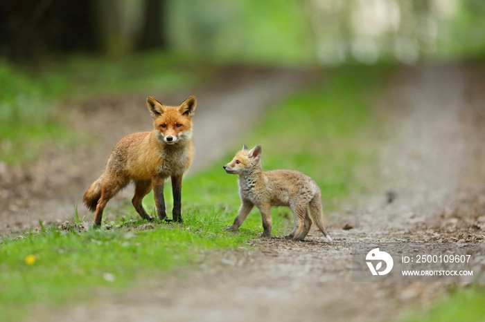 Red fox with baby. Red fox is largest of the true foxes, has the greatest geographic range of all members. Red foxes are usually together in pairs or small groups consisting of families.