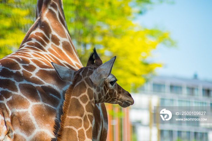 Baby Giraffe With Mother Wild Zoo Animal Head Trees Blue Sky