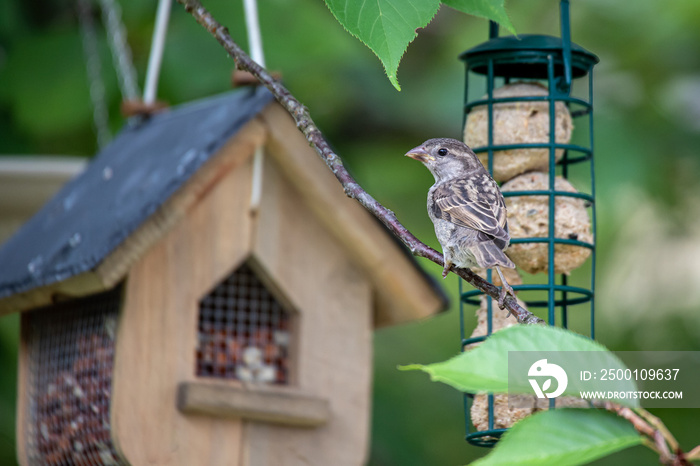 Spatz vor Meisenknödel-Halter