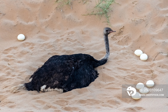 An ostrich who hatches her eggs in the desert, in Namibia