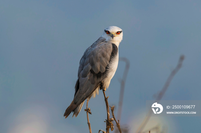 Black winged kite, Elanus caeruleus, Uran, Maharashtra, India.