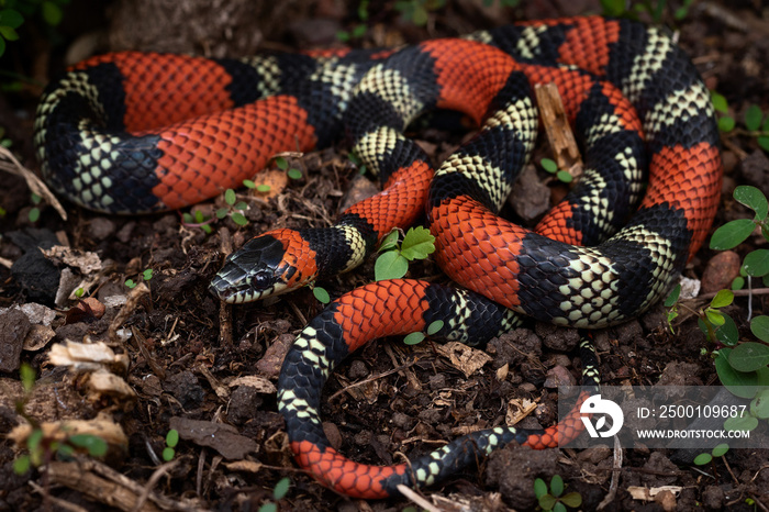 close up of a coral snake