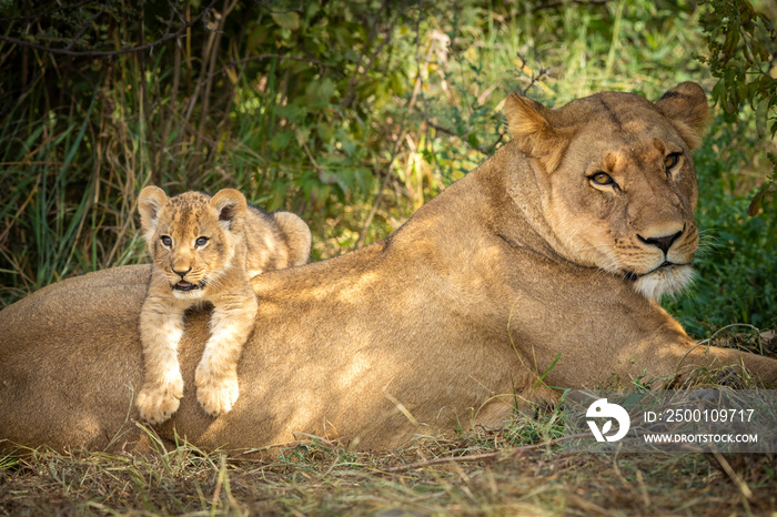 Lioness and her lion cub lying on her back in Savuti Botswana