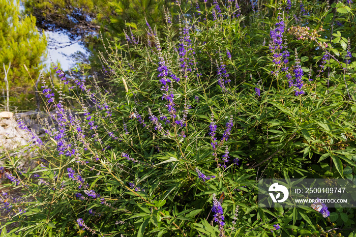 The flowers of Vitex agnus-castus, also called vitex, chaste tree