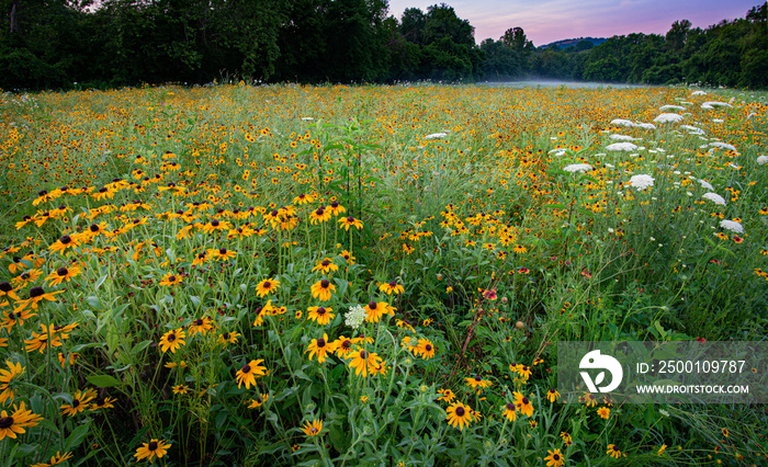 Wildflower meadow on floodplain of the Rivanna River in Charlottesville, Va. Black-eyed Susans (Rudbeckia hirta) are dominant, mixed with Queen Anne’s lace and coreopsis.