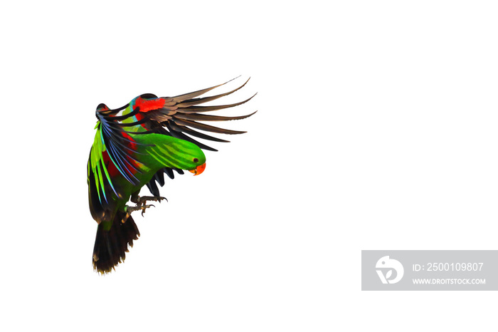 Colorful Eclectus parrot flying isolated on transparent background png file