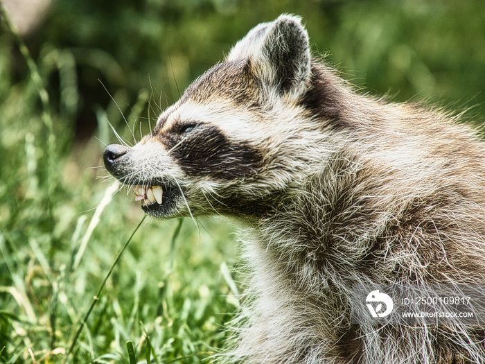 verärgerter Waschbär