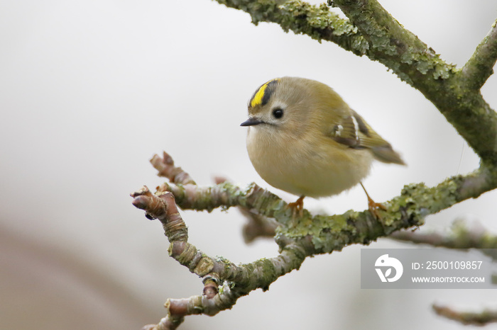 Goldcrest (Regulus regulus) on branch, the Netherlands