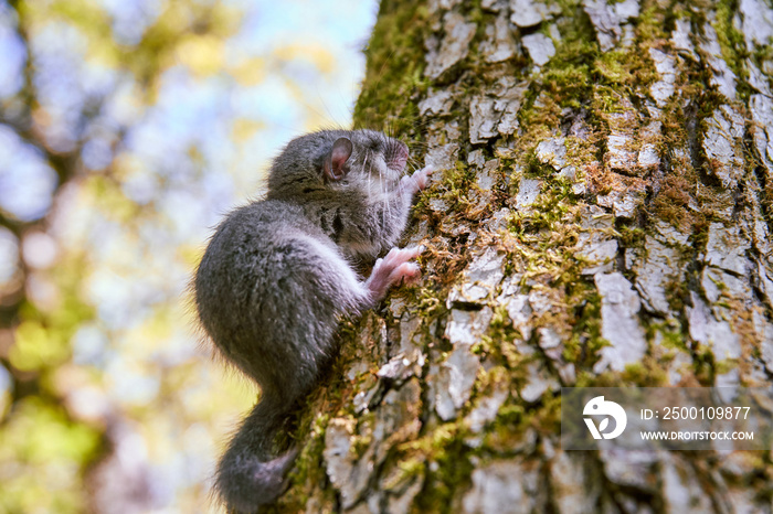 Beautiful cute small grey forest dormouse on the tree close up