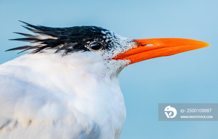 Royal Tern close up facing right.