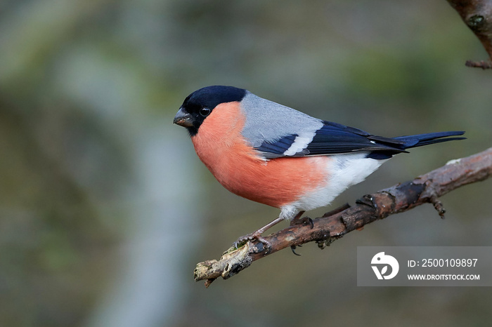 Eurasian bullfinch (Pyrrhula pyrrhula)