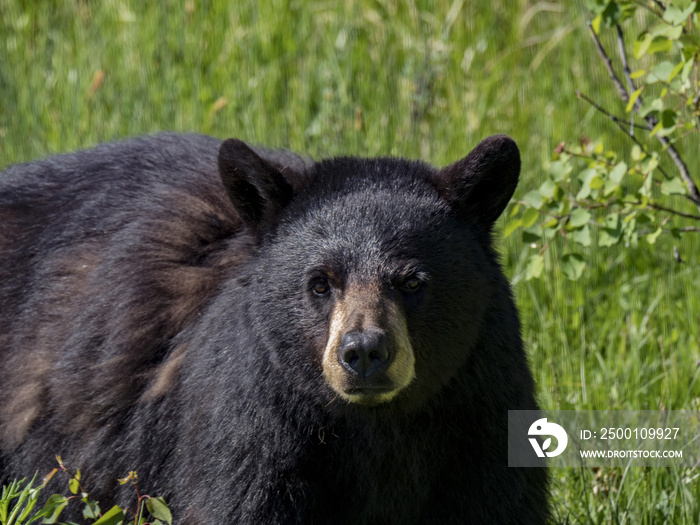 Black Bear, Yellowstone National Park, Wyoming, USA