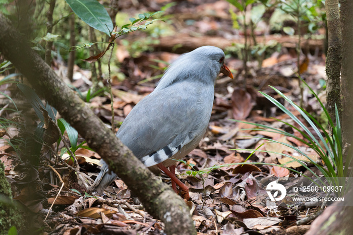 A cagou bird photo, New Caledonia