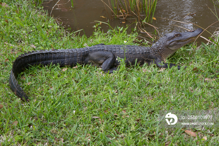 Alligator on grass next to swamp in Jean Lafitte National Park, New Orleans, Louisiana. Alligator is relaxing on grass next to shore.