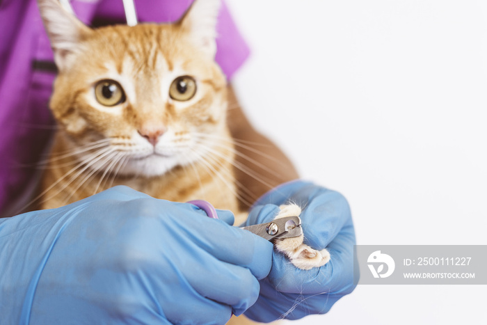 Veterinarian doctor trimming nails of the cat.