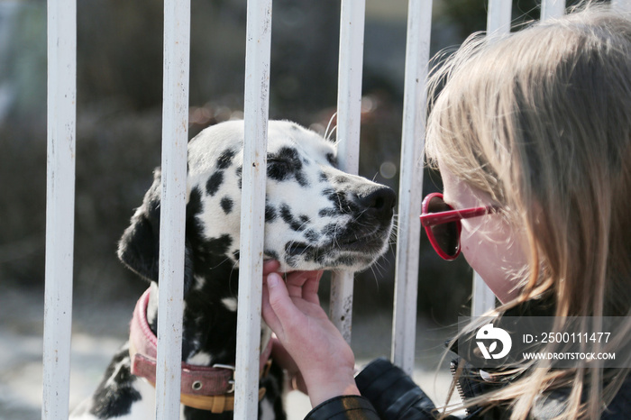 Little girl looking to adopt a dalmatian dog from animal shelter