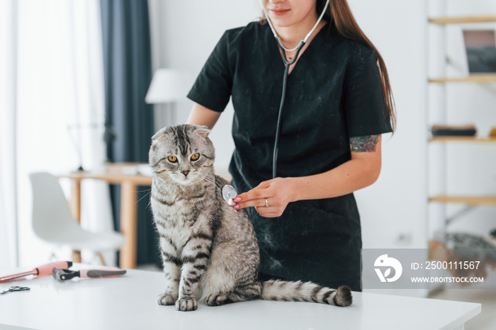 Using stethoscope. Scottish fold cat is in the grooming salon with female veterinarian