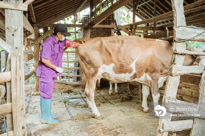 Farmer doing the procedure of artificial insemination of cow in the farm