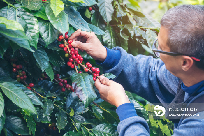 Man Hands harvest coffee bean ripe Red berries plant fresh seed coffee tree growth in green eco organic farm. Close up hands harvest red ripe coffee seed robusta arabica berry harvesting coffee farm