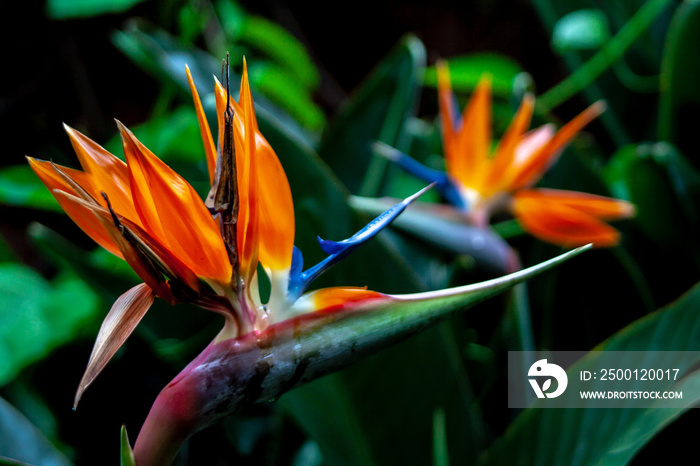 close up from a bird of paradise blossoms