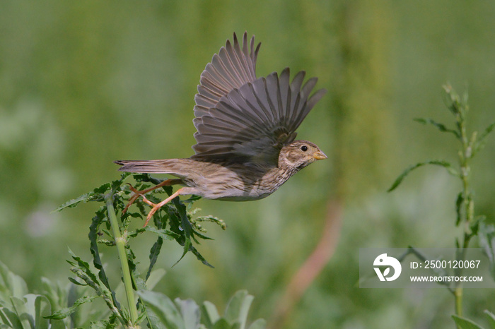 Corn Bunting (Emberiza calandra)