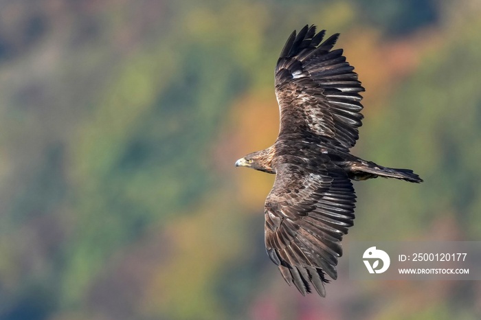 カラフルな紅葉をバックに悠然と飛ぶイヌワシ成鳥