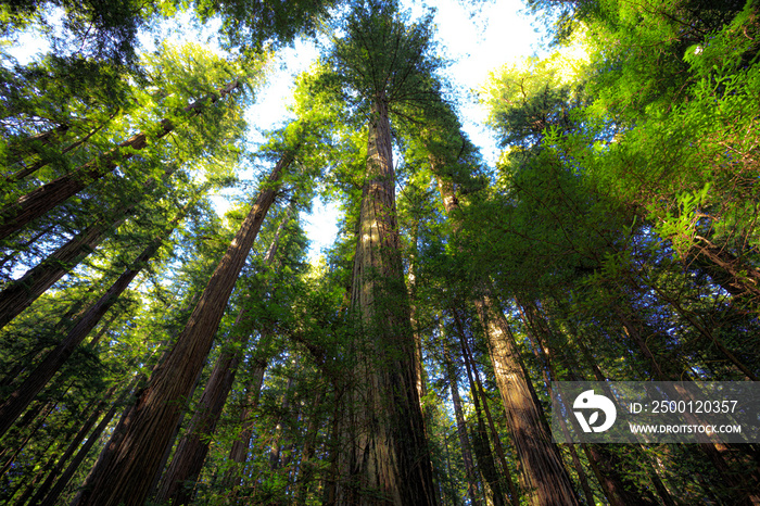 Looking up in the Redwood Forest, Humboldt Redwoods State Park, California