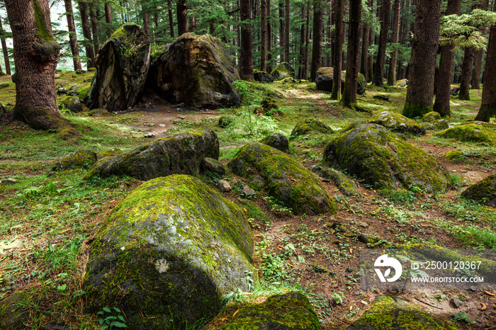 Pine forest with rocks and green moss