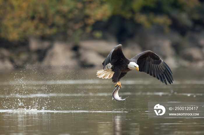 An adult Bald Eagle flies with a large fish in its talons and a big splash from grabbing it in soft overcast light.