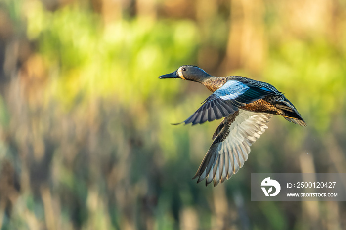 Male Blue-Winged Teal in Flight